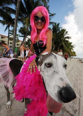 Pet Masquerade and Parade 2009 photo - Duval Street, Key West